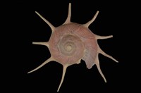 藏品(長棘星螺)的圖片